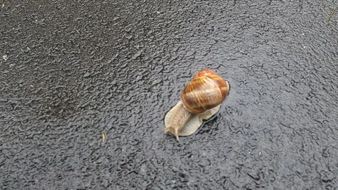 Snail on paved road Video stock 241884114