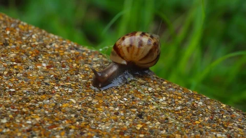 Snail on the pavement during rain Stock Footage 118764288