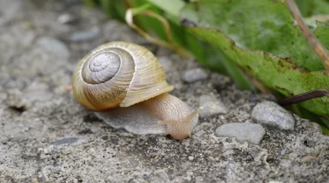 Snail on pavement Stock Footage 50137954