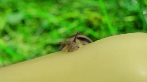 Snail on the pepper Stock Footage 52369667