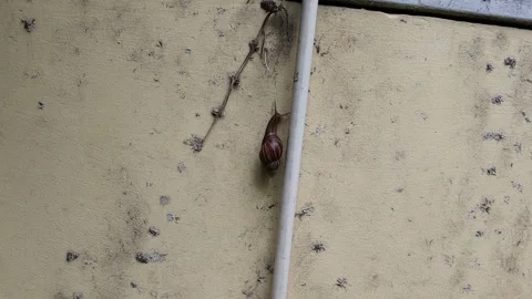 Snail perching, crawling slowly on cement wall Video stock 139817067