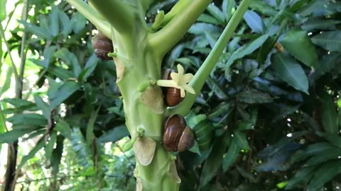 Snail pests on papaya trees Stock Footage 234634328