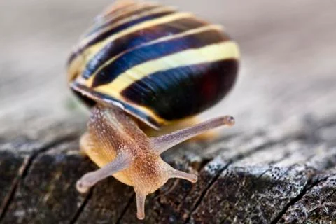 Snail Stock Photos
