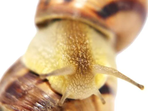 Snail. Stock Photos