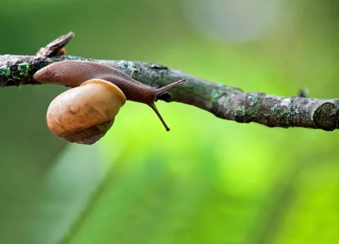 Snail Foto stock