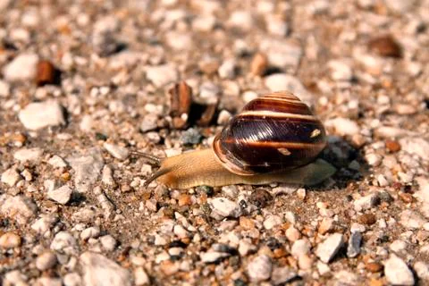 Snail Stock Photos