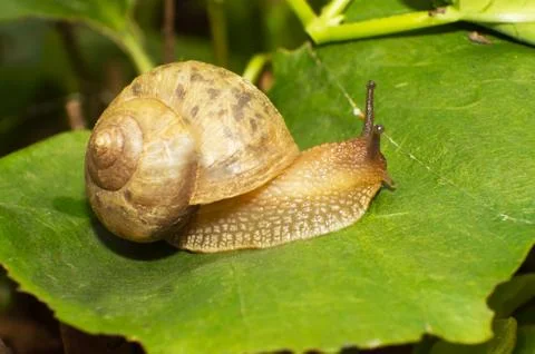 Snail Stock Photos