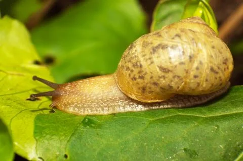 Snail Stock Photos
