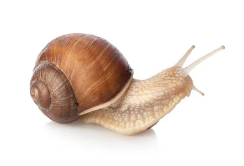 Snail Stock Photos