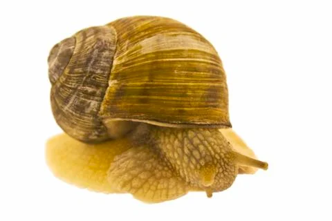 Snail. Stock Photos