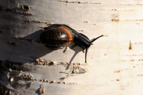 Snail Stock Photos