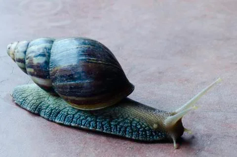 Snail Stock Photos