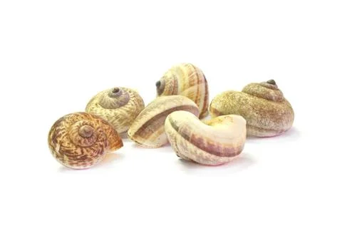 Snail Stock Photos