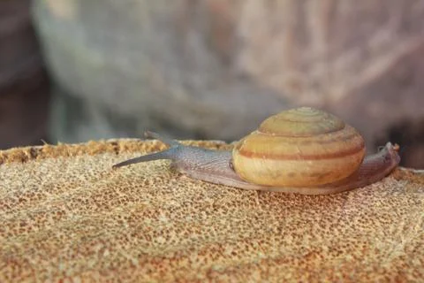 Snail Stock Photos