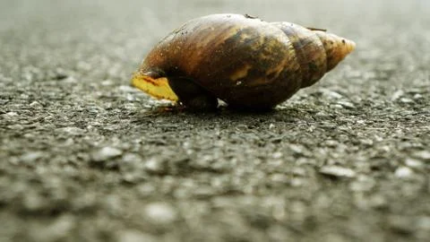 Snail Stock Photos