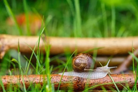 Snail Stock Photos