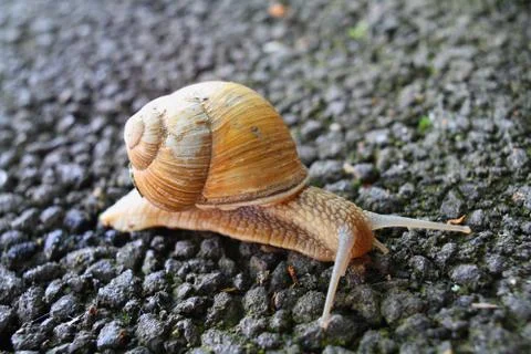Snail Stock Photos