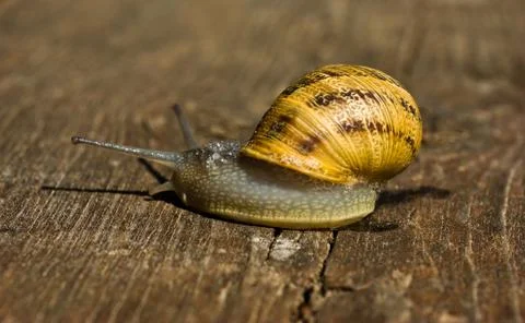 Snail Stock Photos