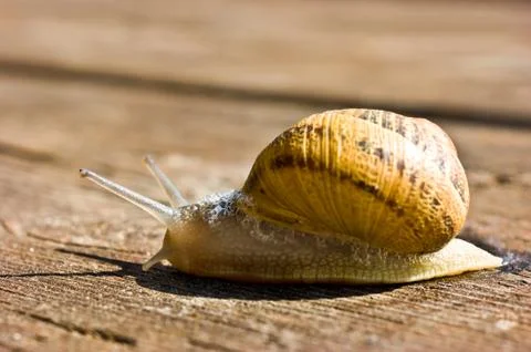 Snail Stock Photos