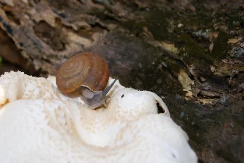 Snail Stock Photos