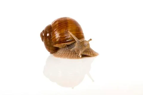 Snail Stock Photos