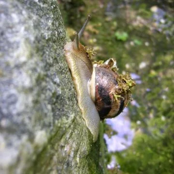 Snail Stock Photos
