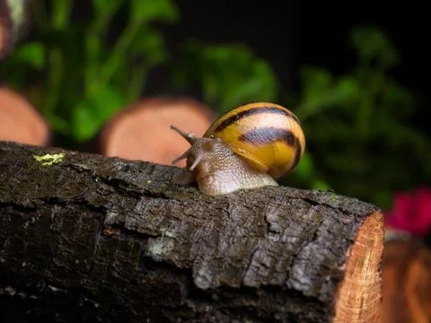 Snail Stock Photos