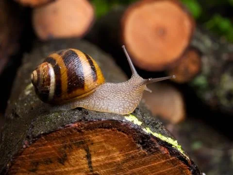 Snail Stock Photos
