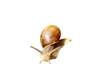 Snail Stock Photos