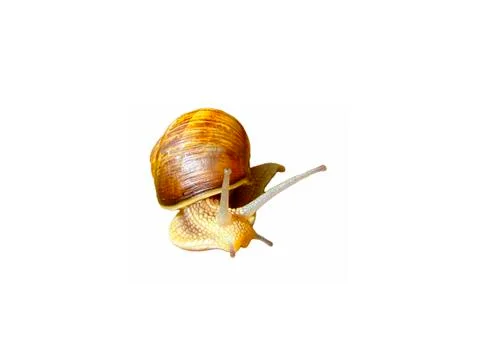 Snail Stock Photos