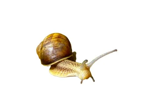 Snail Stock Photos