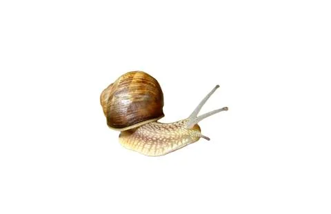 Snail Stock Photos