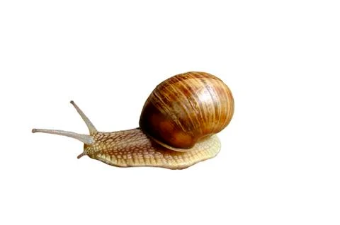Snail Stock Photos