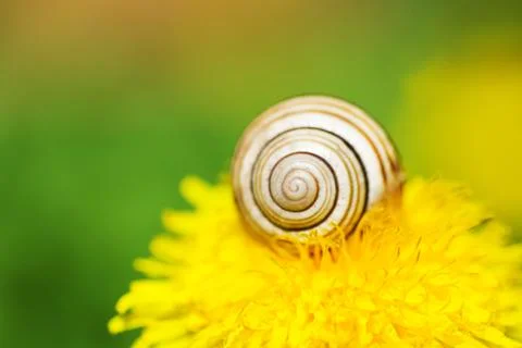 Snail Stock Photos