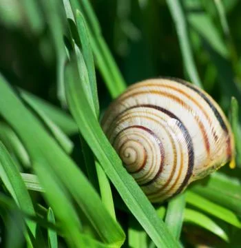 Snail Stock Photos