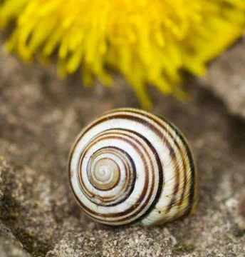Snail Stock Photos