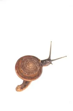 Snail Stock Photos