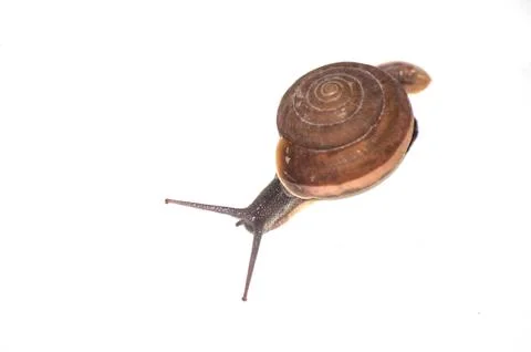 Snail Stock Photos