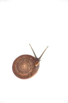 Snail Stock Photos