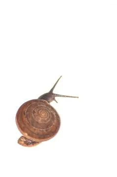 Snail Stock Photos