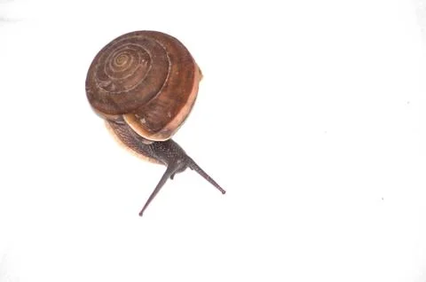 Snail Stock Photos
