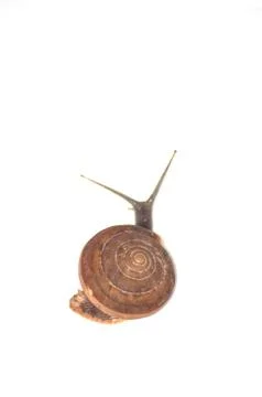 Snail Stock Photos