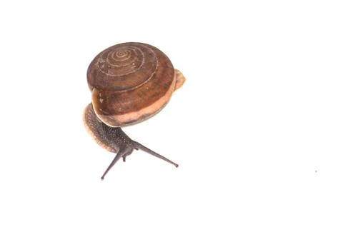 Snail Stock Photos