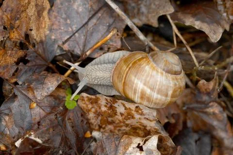 Snail Stock Photos
