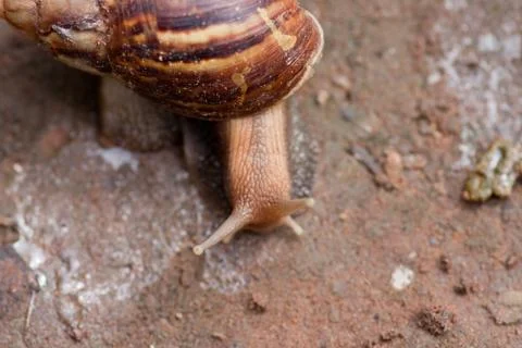 Snail Stock Photos