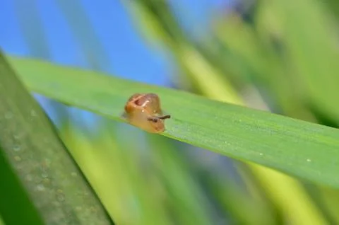 Snail Stock Photos