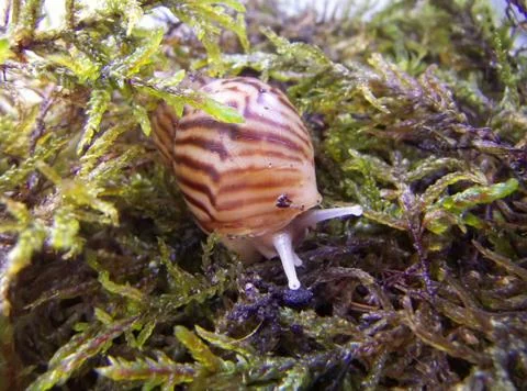 Snail Stock Photos