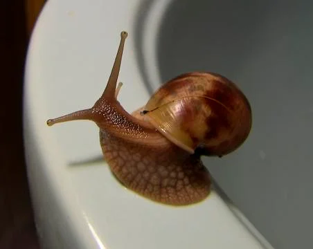 Snail Stock Photos