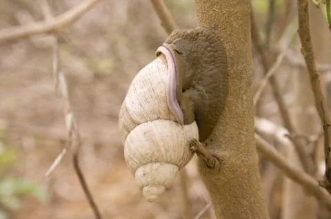 Snail Stock Photos