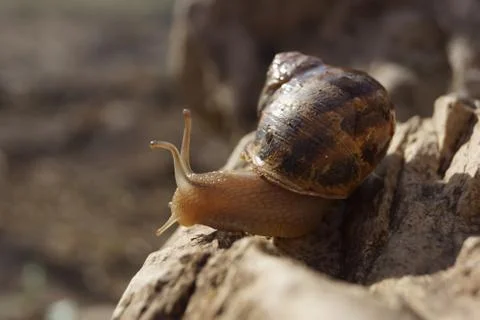 Snail Stock Photos
